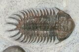 Crotalocephalus & Struveaspis Trilobites - Jorf, Morocco #130497-3